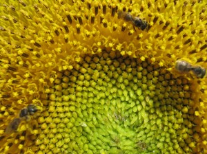 Three bees on a sunflower