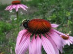 Coneflowers (with bumble butt)