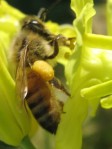 Honeybee on collard flower