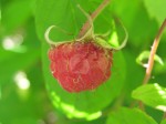 The first raspberry of the year