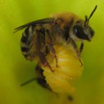 Squash bee inside squash blossom