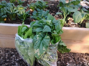 A big bag of sun-burnt spinach and a bag of of  Chinese mustard greens in flower.